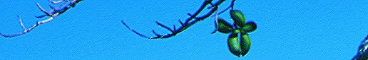 Pods of a deciduous native peanut