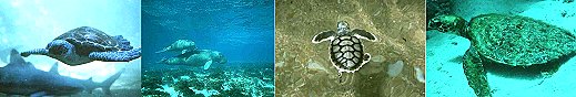 Turltes and Dugong