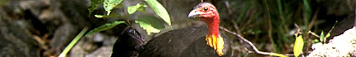 Bush Turkey