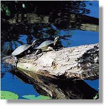 Turtle can often be seen down by the river