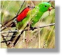 Red Wing Parrot