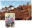 Explore NAD Vegetation