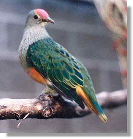 Rose-Crowned Fruit-Dove (Ptilinopus regina)