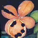 Native Peanut (Sterculia quadrifida)