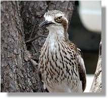 Stone Curlews