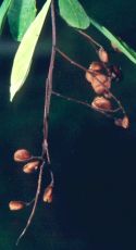 Bursaria tenuifolia Fruit