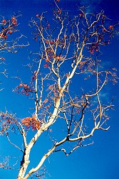 Erythrina vespertilio Branch