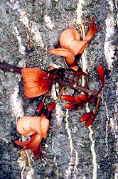 Erythrina vespertilio Flower