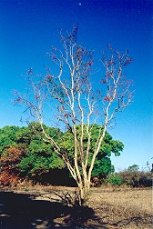 Erythrina vespertilio Form