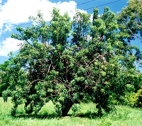 Erythrina vespertilio Form