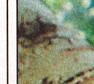 Townsville Bulletin, Friday, July 7, 2000