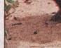 Townsville Bulletin  - Turtles nest on Strand Beach